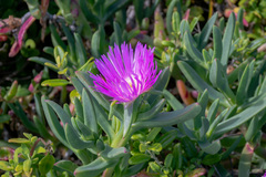 Carpobrotus virescens