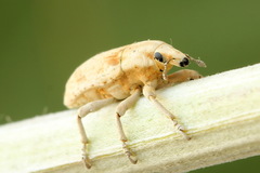 Temnorhinus hololeucus