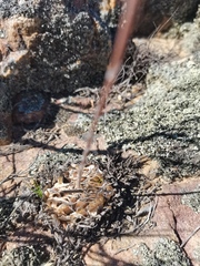 Haworthia nortieri