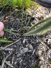Trachyandra hirsutiflora