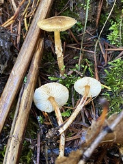 Lepiota castanea
