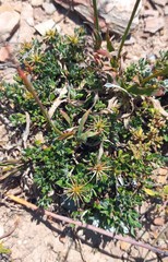 Macledium spinosum