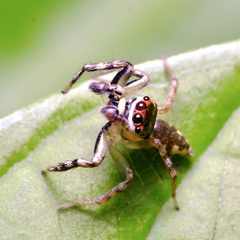 Cytaea plumbeiventris