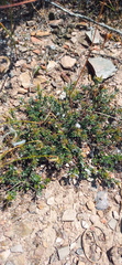 Macledium spinosum
