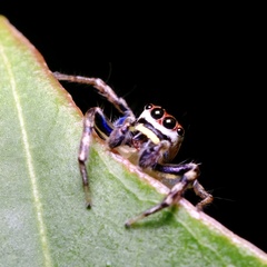 Cytaea plumbeiventris