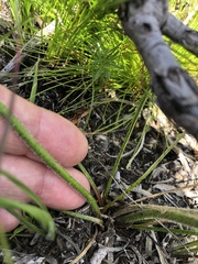 Trachyandra hirsutiflora