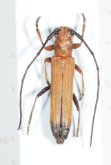 Obereopsis obscuritarsis