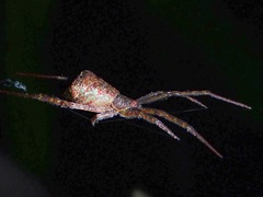Brunepisinus selirong