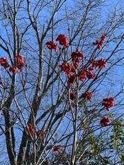 Viburnum opulus americanum