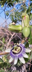 Passiflora caerulea