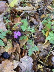 Geranium robertianum
