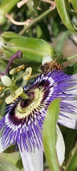 Passiflora caerulea