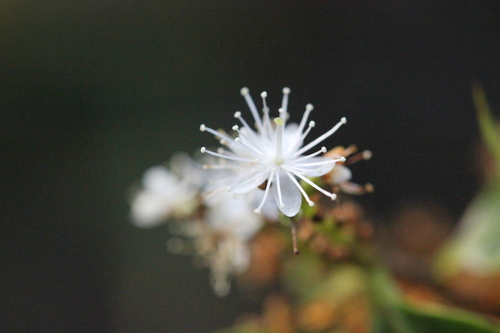 Image of Symplocos Acuminata (Symplocos acuminata) by no rights reserved