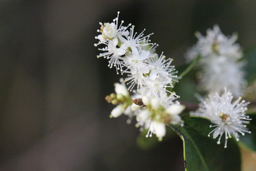 Image of Symplocos Acuminata (Symplocos acuminata) by no rights reserved