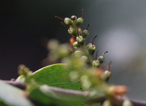 Image of Symplocos Acuminata (Symplocos acuminata) by no rights reserved