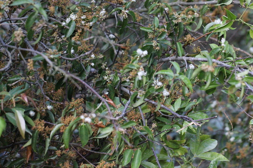 Image of Symplocos Acuminata (Symplocos acuminata) by no rights reserved