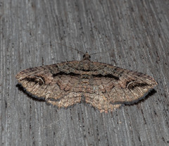 Chrysolarentia plagiocausta