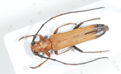 Obereopsis obscuritarsis