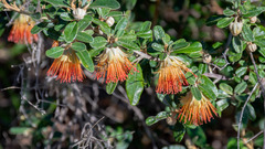 Diplolaena dampieri