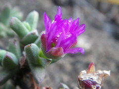 Ruschia putterillii