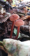 Laccaria laccata