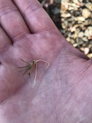 Eriocaulon aquaticum