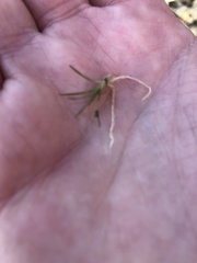 Eriocaulon aquaticum