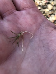 Eriocaulon aquaticum