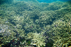 Porites cylindrica