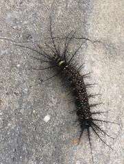 Pseudautomeris salmonea