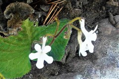 Streptocarpus daviesii