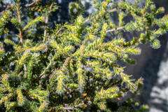 Erica similis