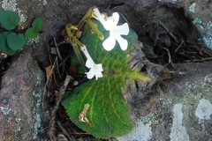 Streptocarpus daviesii