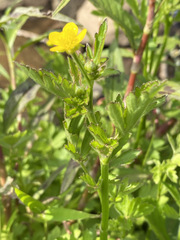 Ranunculus multifidus image