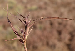 Iseilema macratherum