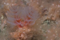Protula bispiralis