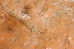 Syngnathus temminckii