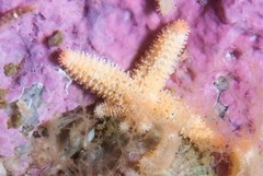 Allostichaster capensis
