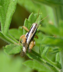 Paraidemona