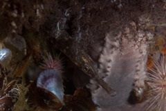 Syngnathus temminckii