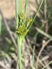 Cyperus sphaerospermus image