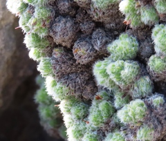 Erica occulta
