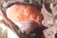 Pseudodromia rotunda