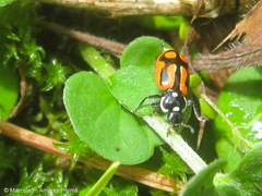 Eriopis heliophila