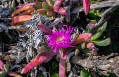 Carpobrotus virescens