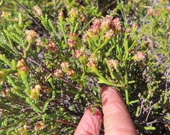 Passerina paleacea