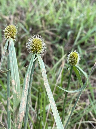 Kyllinga melanosperma image