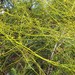 Cassytha paniculata - Photo no hay derechos reservados, subido por Peter de Lange