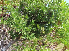 Maytenus oleoides
