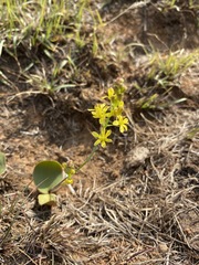 Eriospermum mackenii